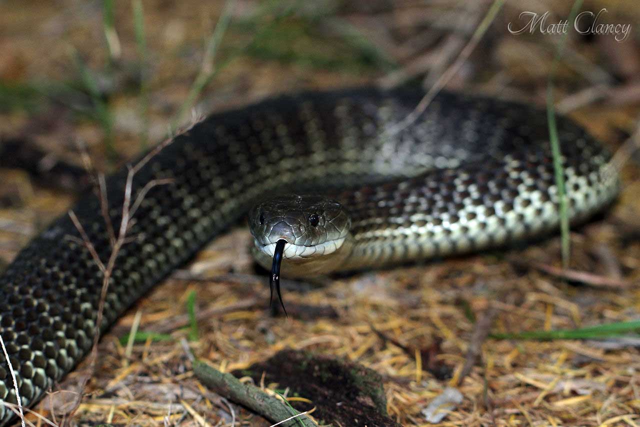 Tiger Snake Learn About Nature