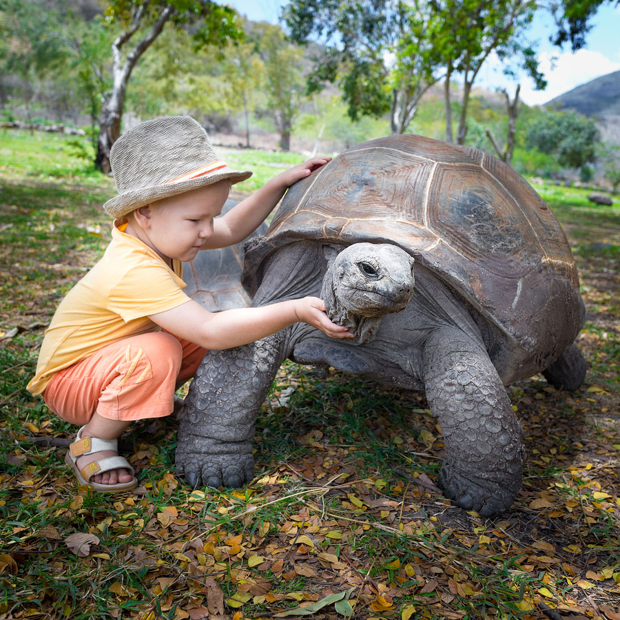 Tortoise Facts Learn About Nature