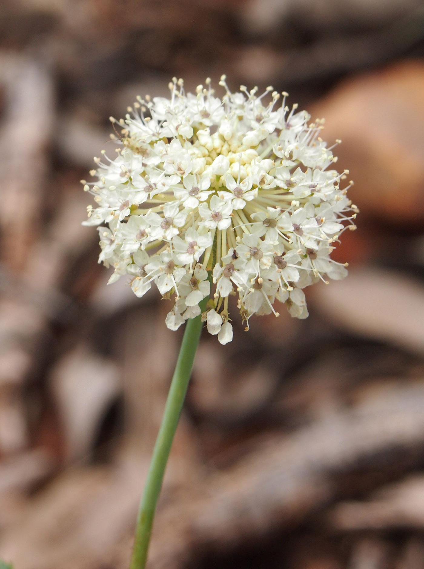 Blue Lace Flower Closely Resembling Queen Anne's Lace Learn About