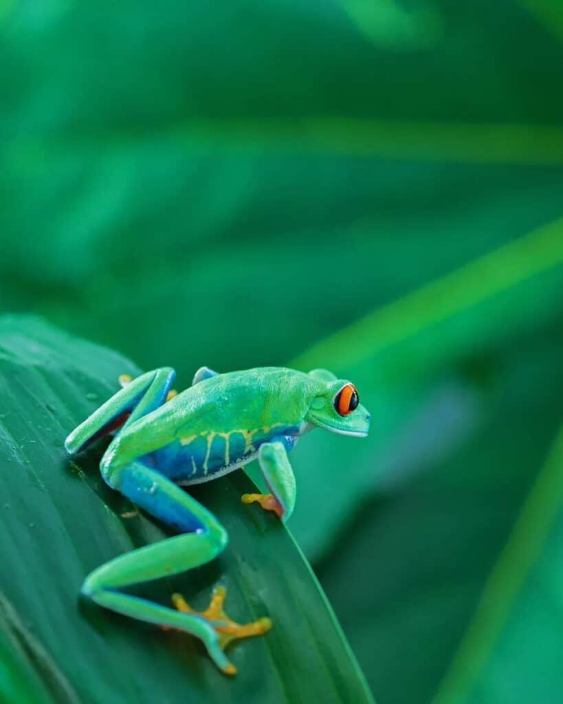Tree Frogs AllAbout Small & Mighty Amphibians Learn About Nature