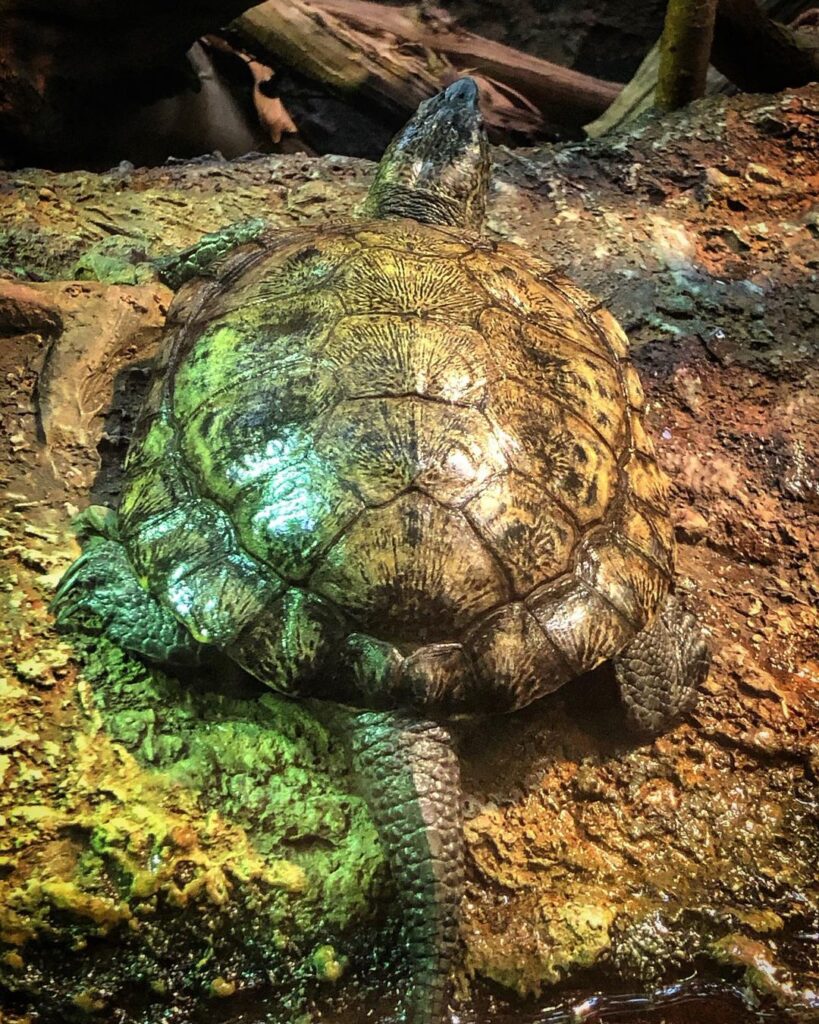 Do Turtles Have Tails? Exploration of Their Purpose & Uses Learn