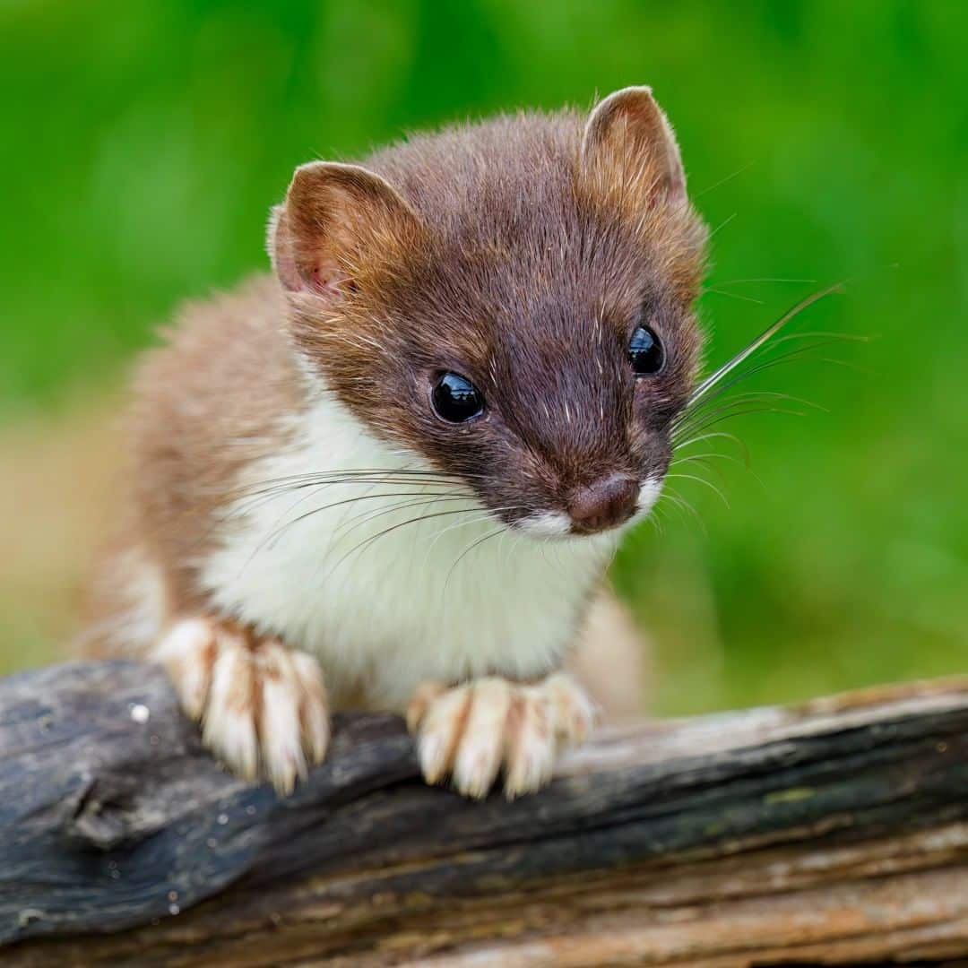 Animals That Start With W Learn About Nature