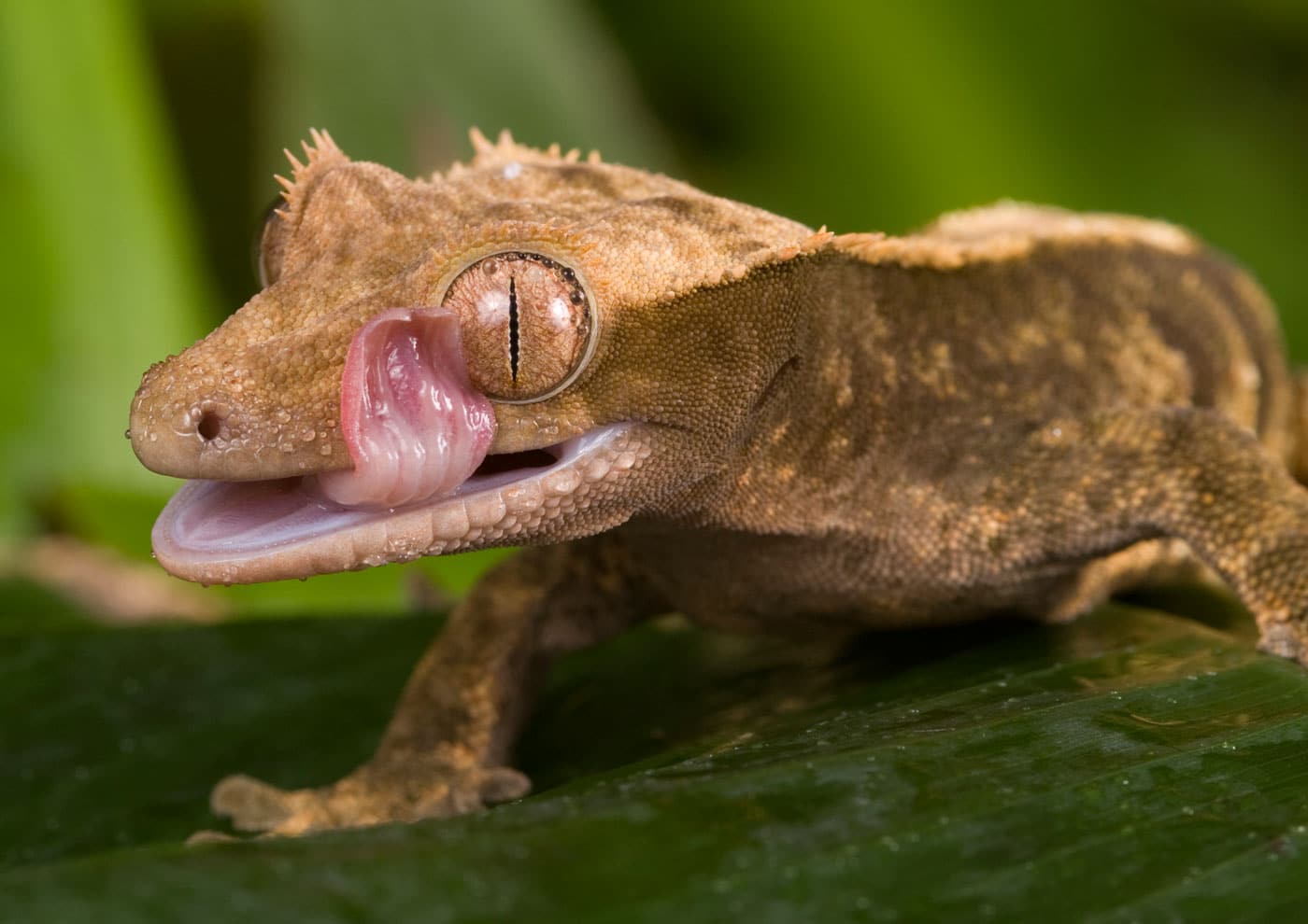 Learn about Nature What do Geckos Eat? Learn about Nature