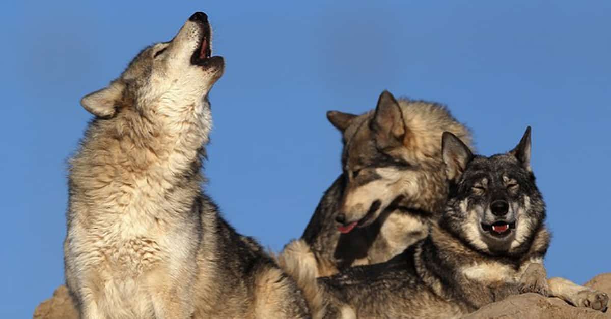 Why Do Wolves Howl? Learn About Nature