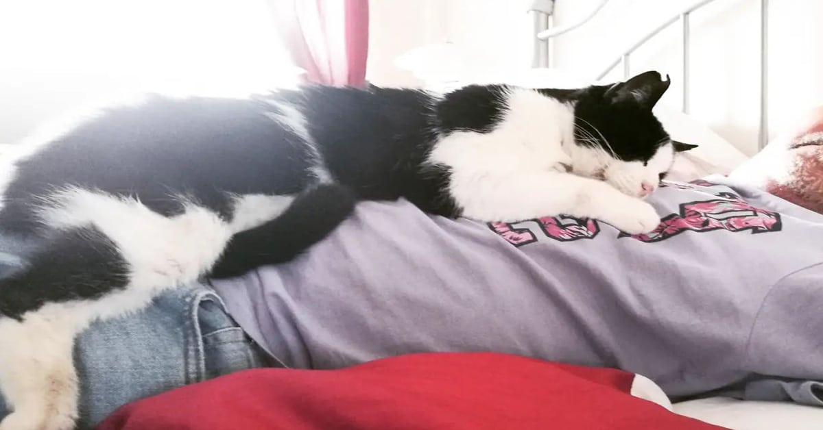 Why Does My Cat Lay On My Chest? Reasons Beyond Ultimate Affection