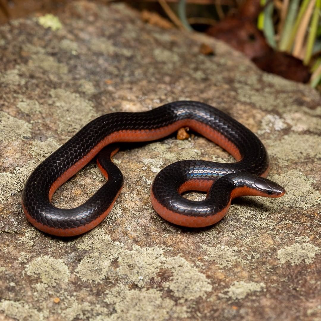 Worm Snake Learn About Nature