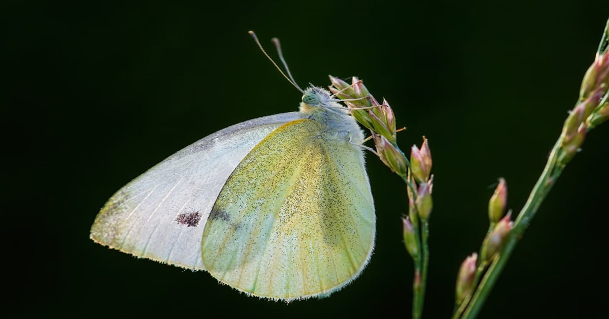 Yellow White Butterfly Learn About Nature