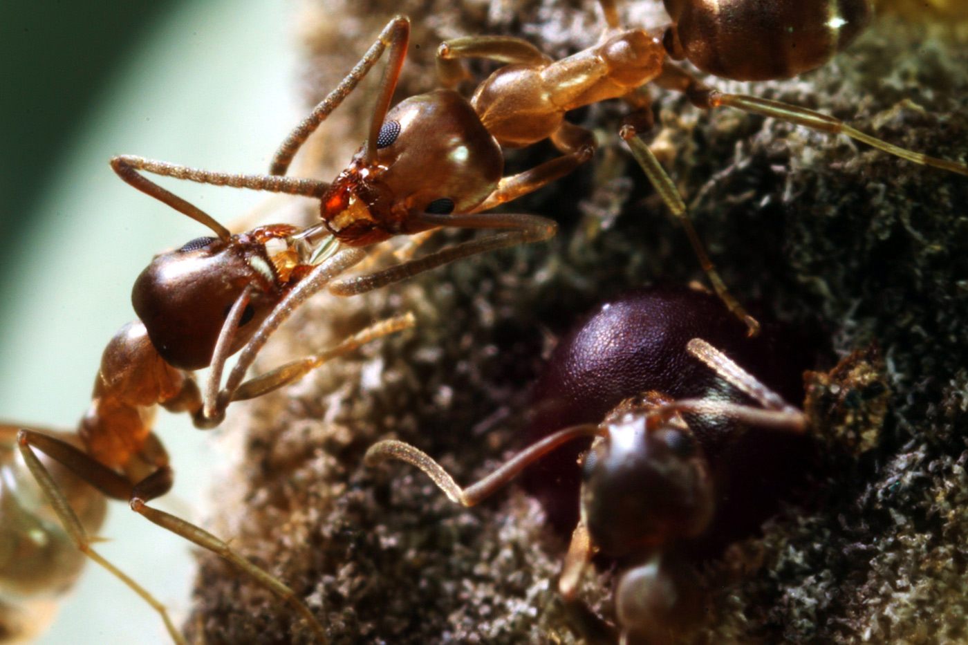 urban life and culture in southeastern europe ant urban life and culture in southeastern europe ant