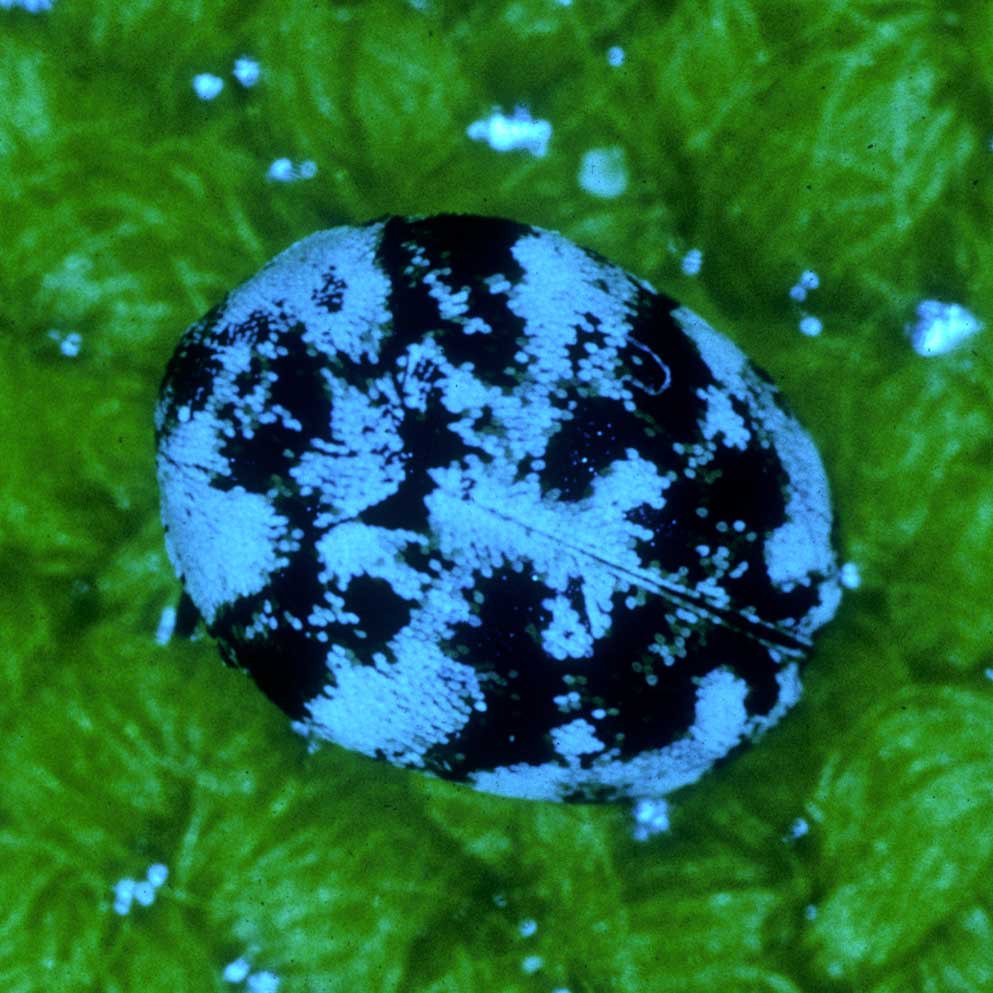 Are Carpet Beetles Harmful To Cats Two Birds Home