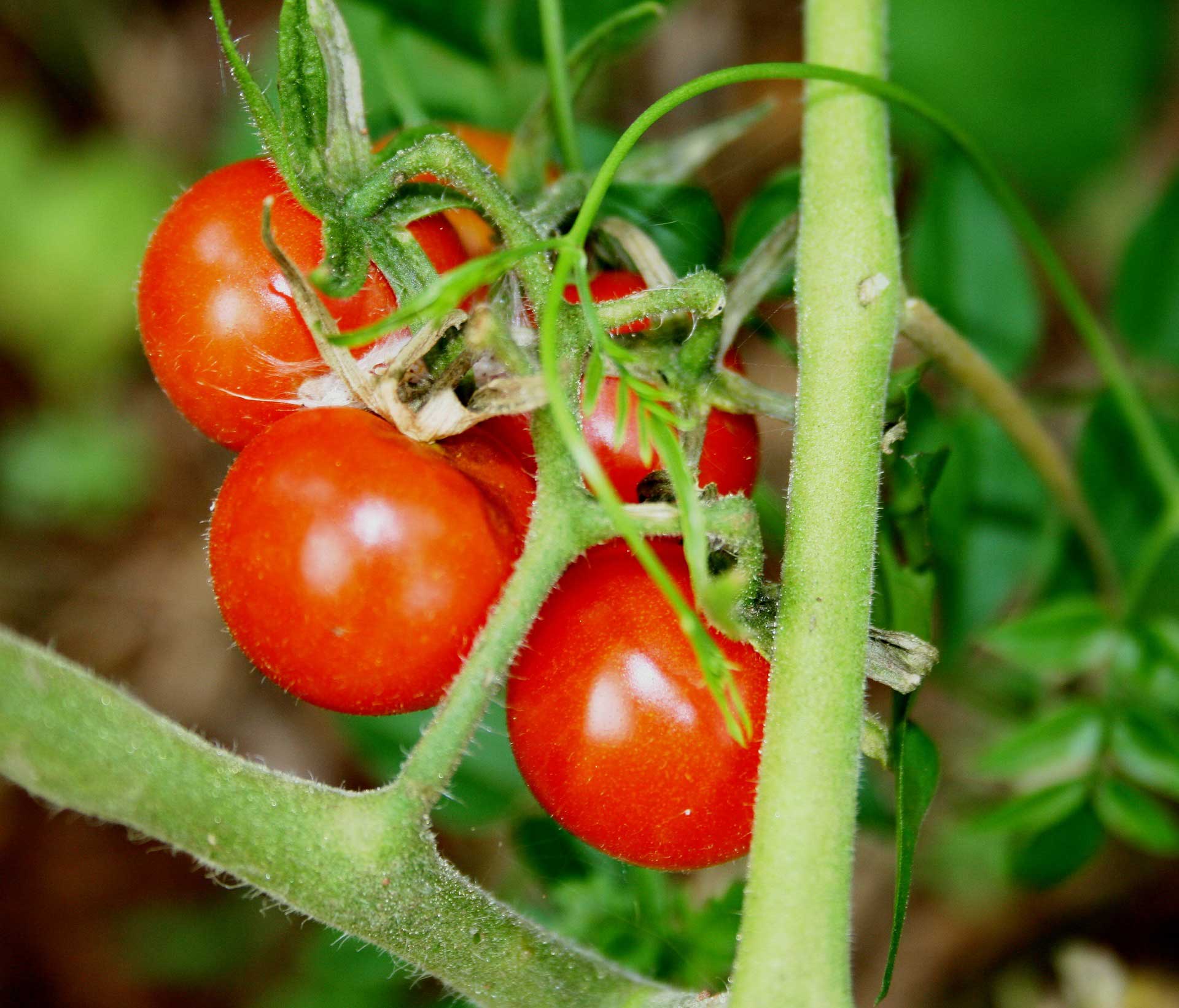 Learn about Nature Cherry Tomatoes Learn about Nature