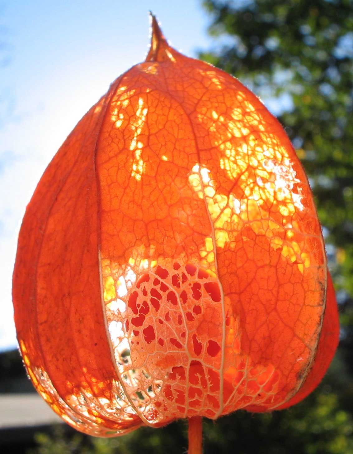 Learn about Nature Chinese Lantern Flowers Alluding to a Symbol for Protection Learn about