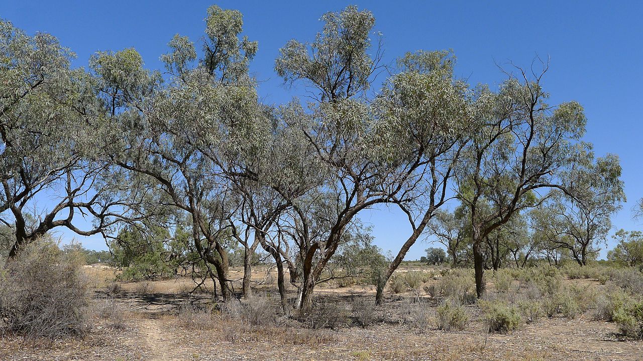 Eucalyptus Learn About Nature