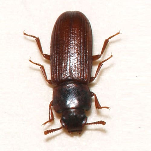 Flour Beetles Learn About Nature