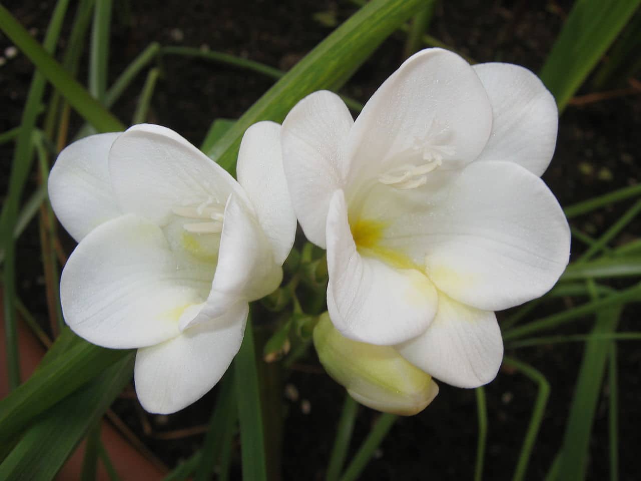 Freesias The Lovely January Flowers From South Africa Learn About