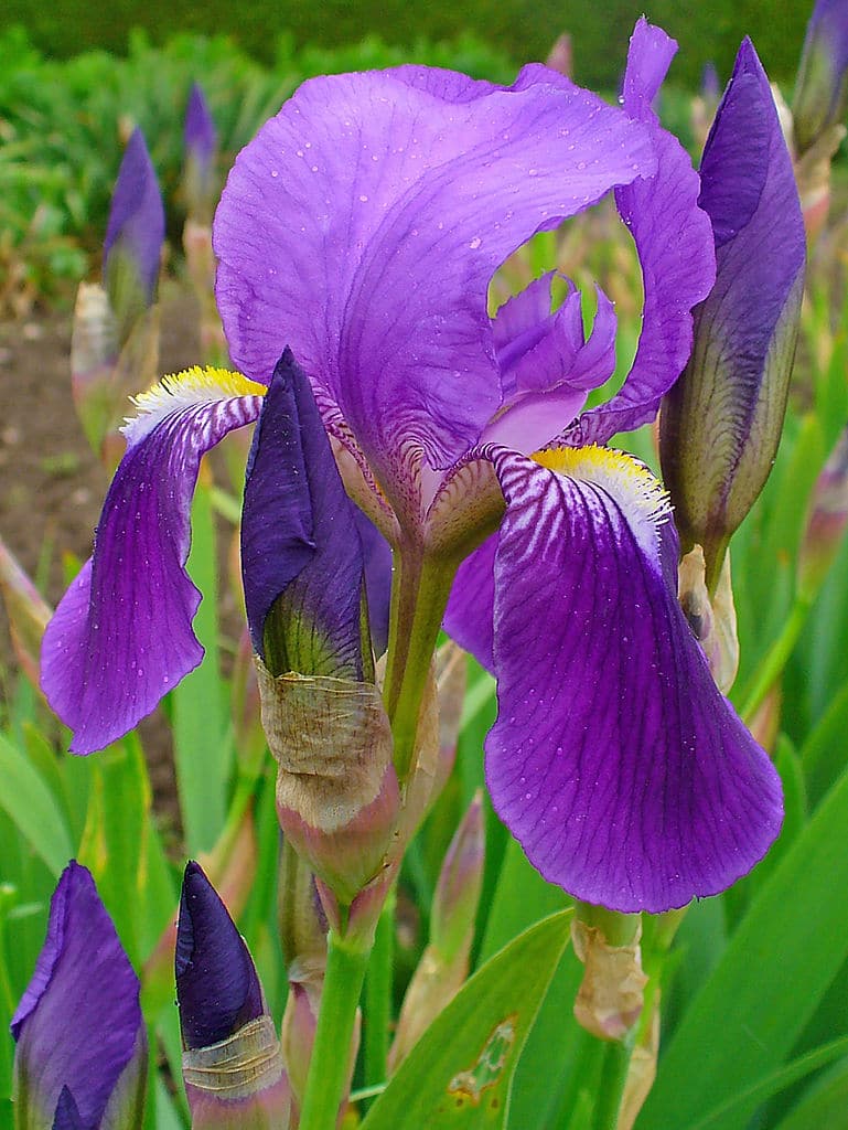 Learn about Nature Iris FlowersSymbolizing the Greek Goddess Iris