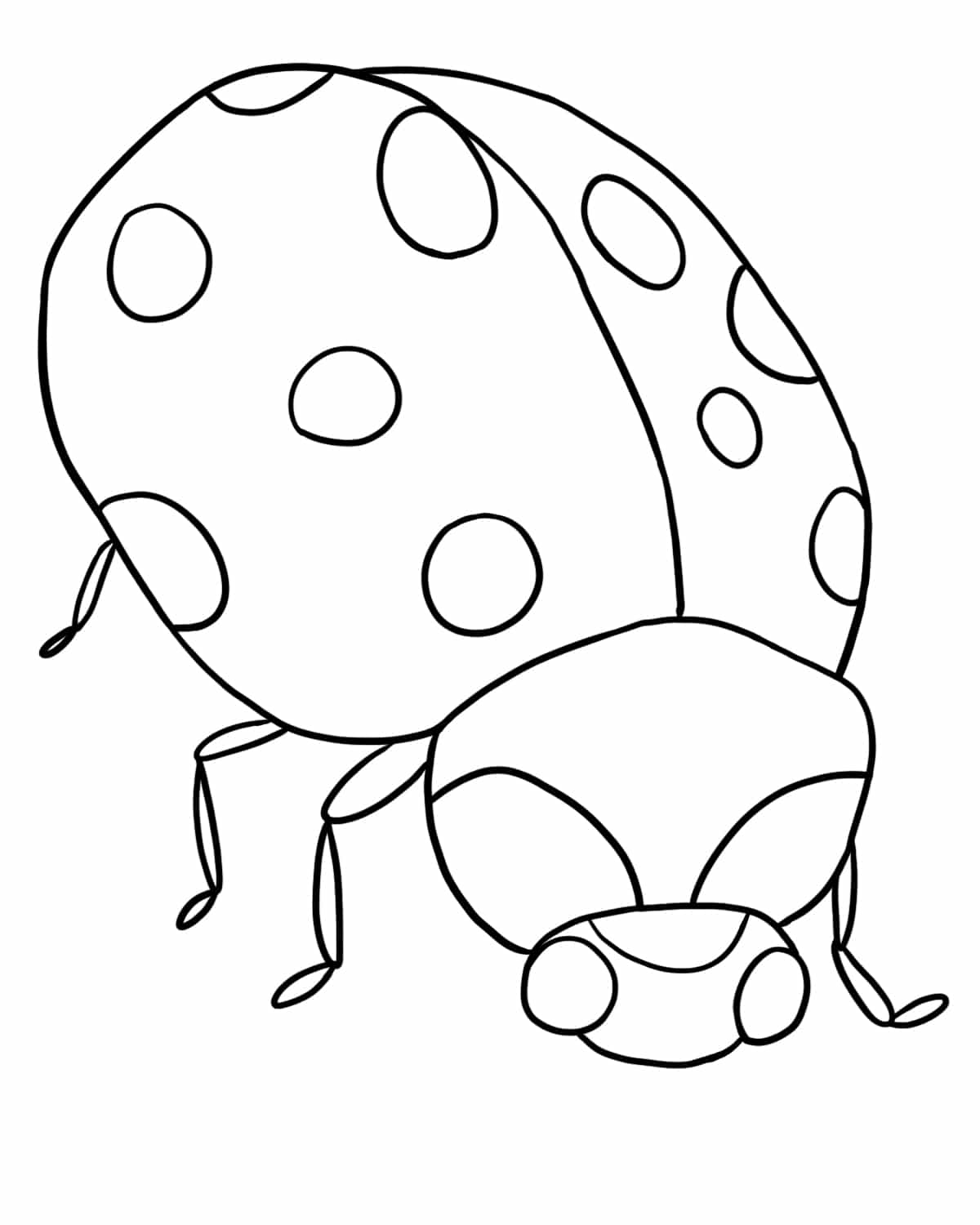 Ladybug Coloring Pages & Drawings Learn About Nature