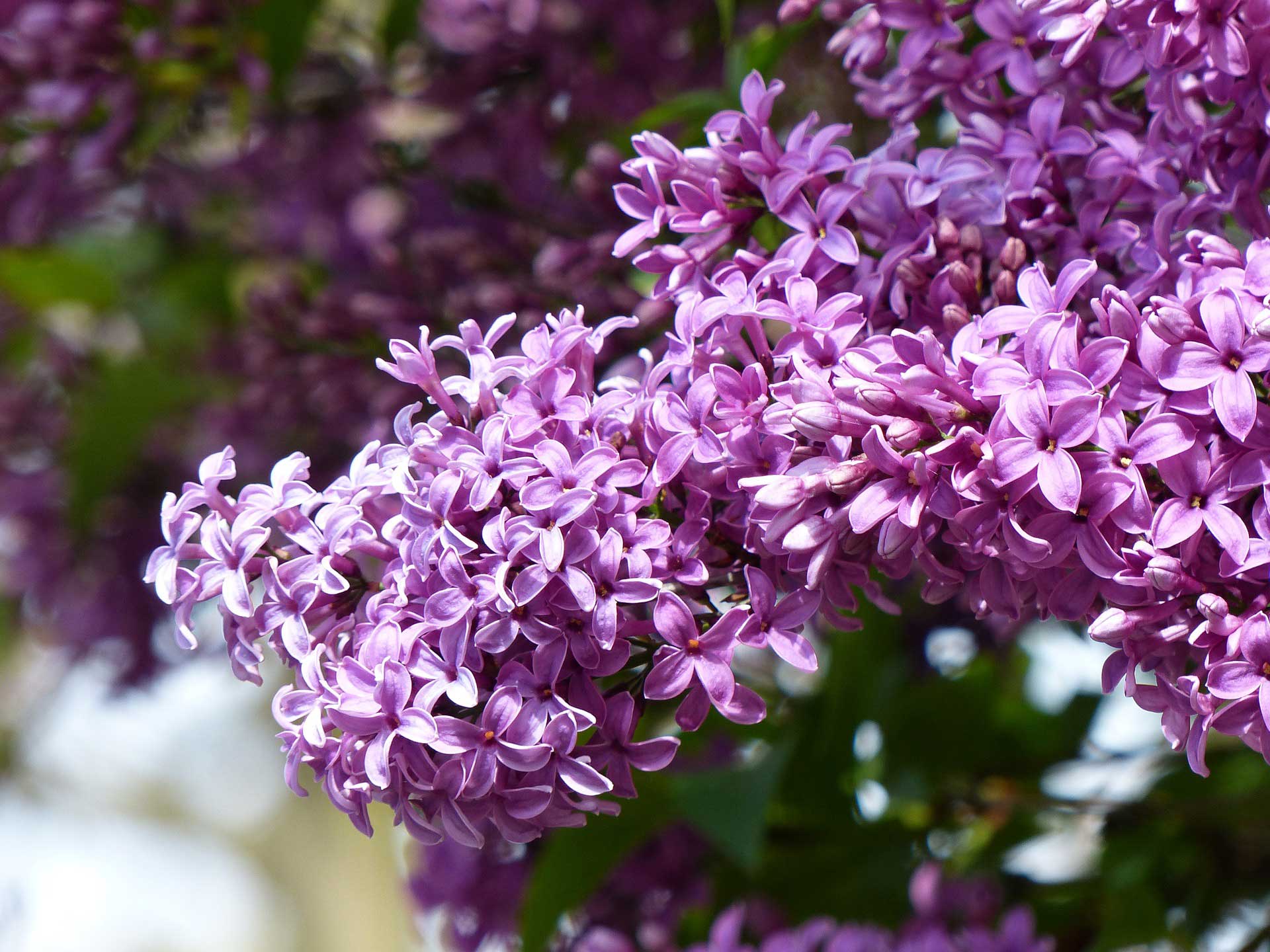 May Flowers Lilacs Learn About Nature