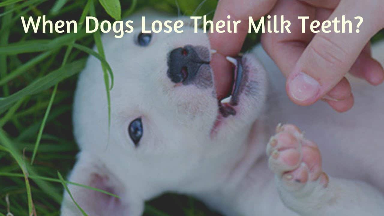 At What Age Do Puppies Lose Their Baby Teeth