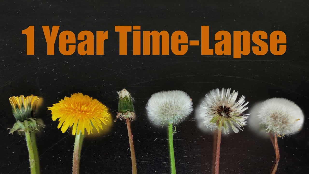 Dandelion Life Cycle