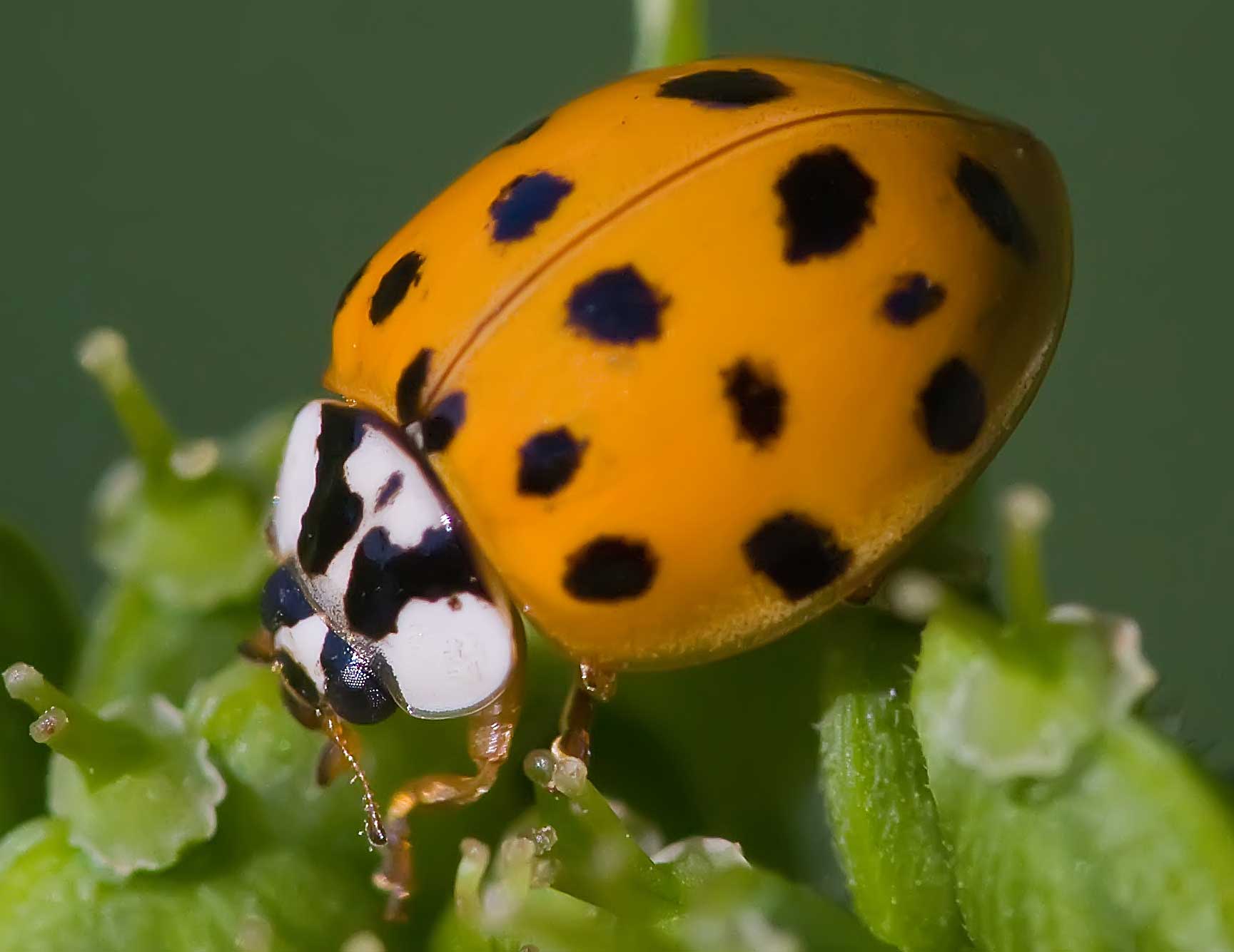 Orange Ladybug Learn About Nature