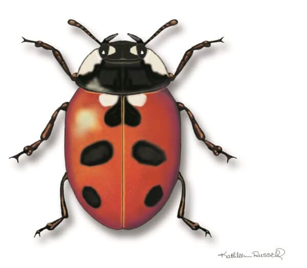 Red Ladybug Learn About Nature