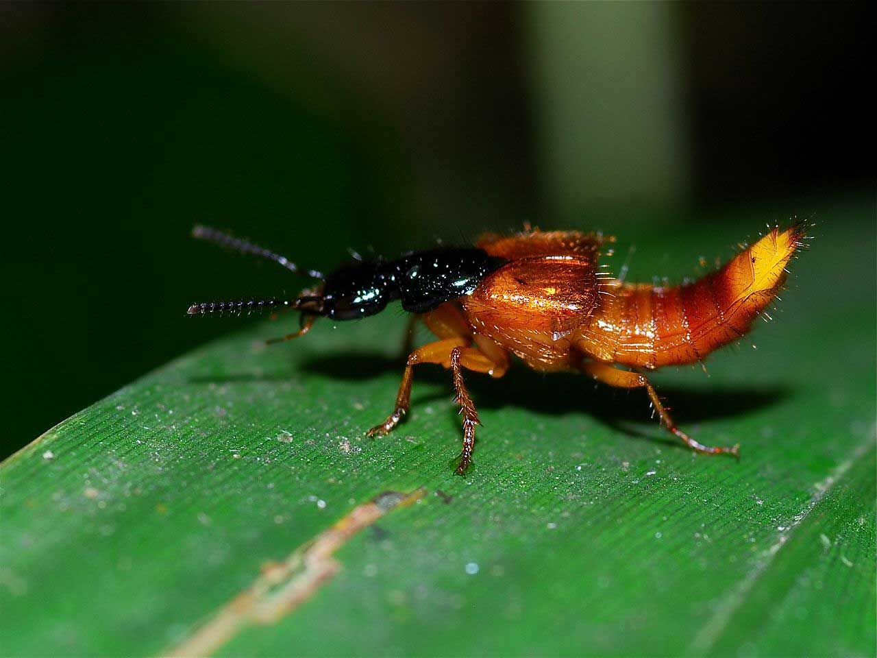 Learn about Nature Rove Beetle Learn about Nature