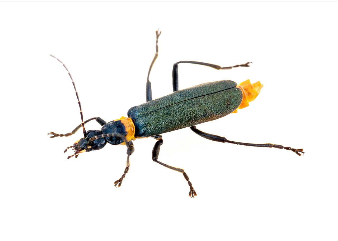 Soldier Beetle (Cantharidae) Learn About Nature