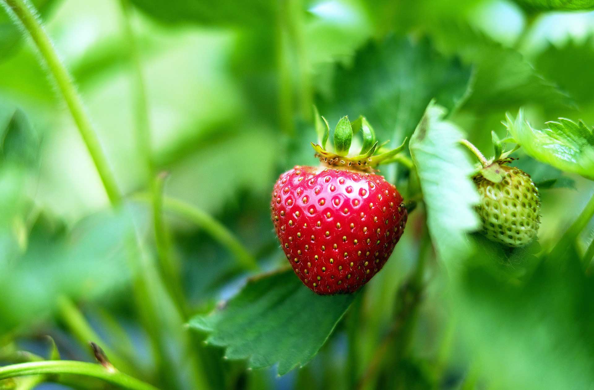 Strawberry - Learn About Nature