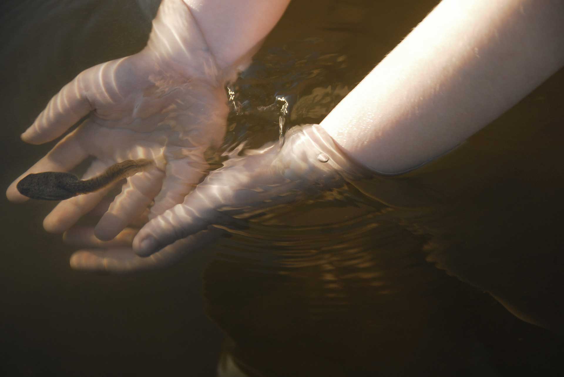 Tadpoles Archives Learn About Nature