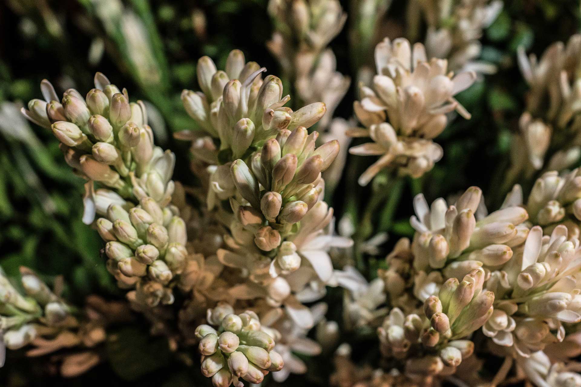 Learn about Nature Tuberose History of Use in Religious Ceremonies Including Hawaiian
