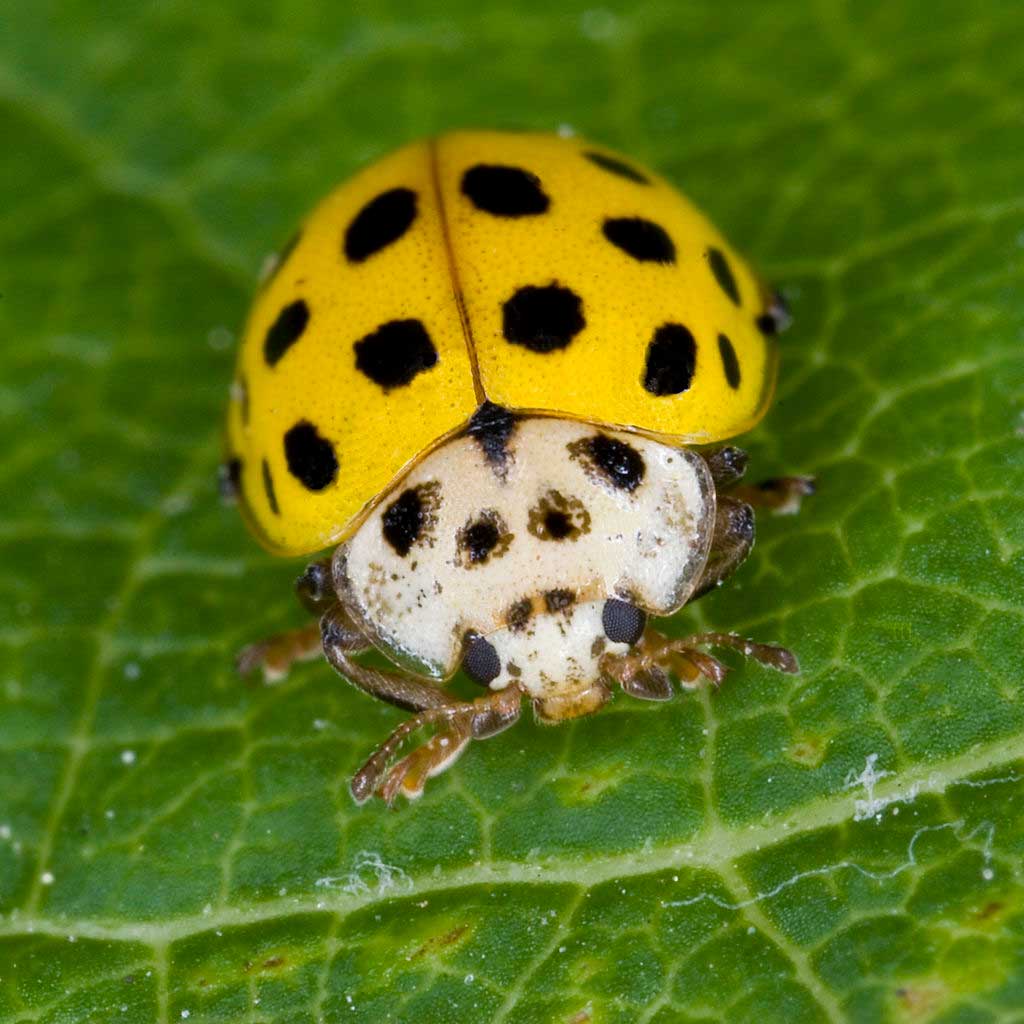 Yellow Ladybug Biological Characteristics Of “Lucky” Beetles Learn
