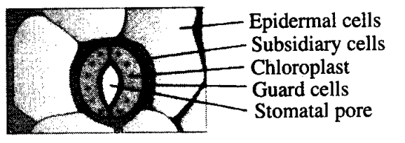 NCERT Exemplar Class 11 Biology Chapter 6 Anatomy of Flowering Plants Learn CBSE
