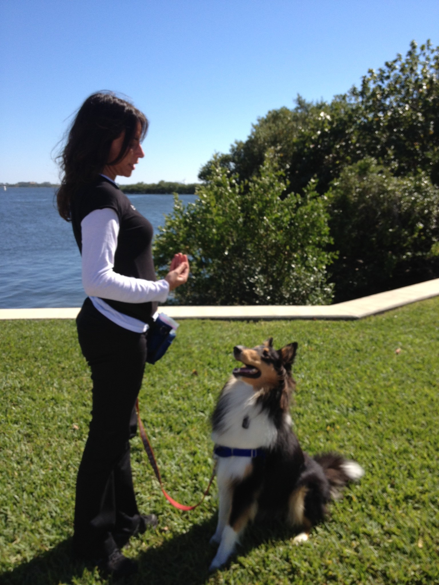 Dog Training Learned Behaviors Victoria Stilwell Method