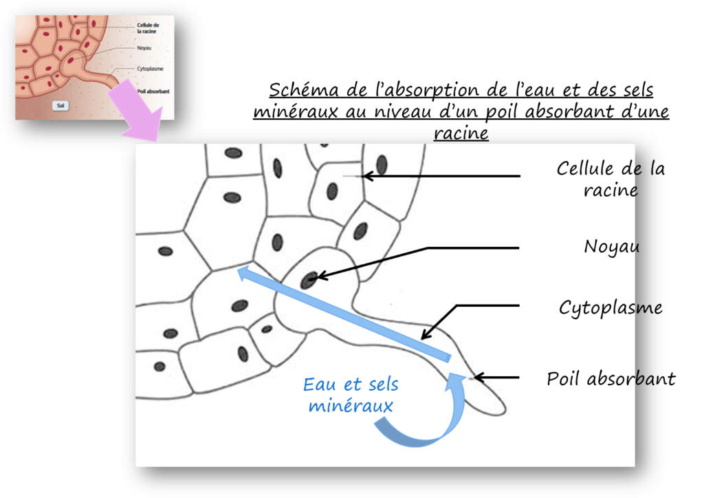 Correction activité 3 Learning