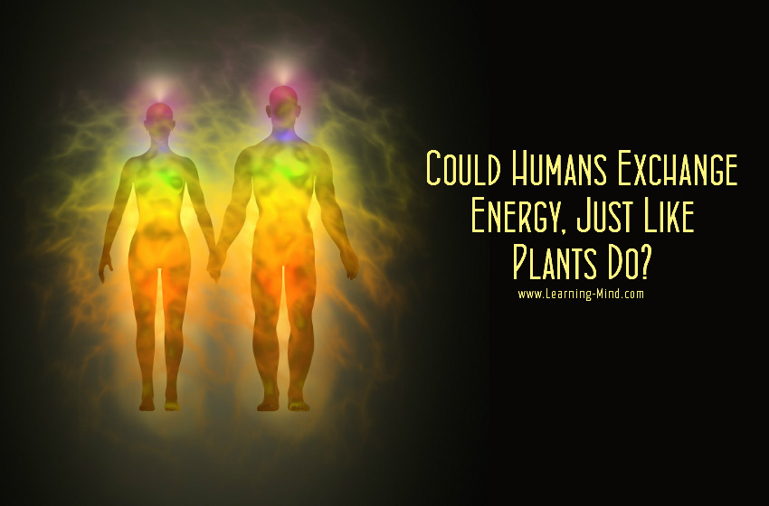 Could Humans Absorb and Transfer Energy, Just Like Plants Do
