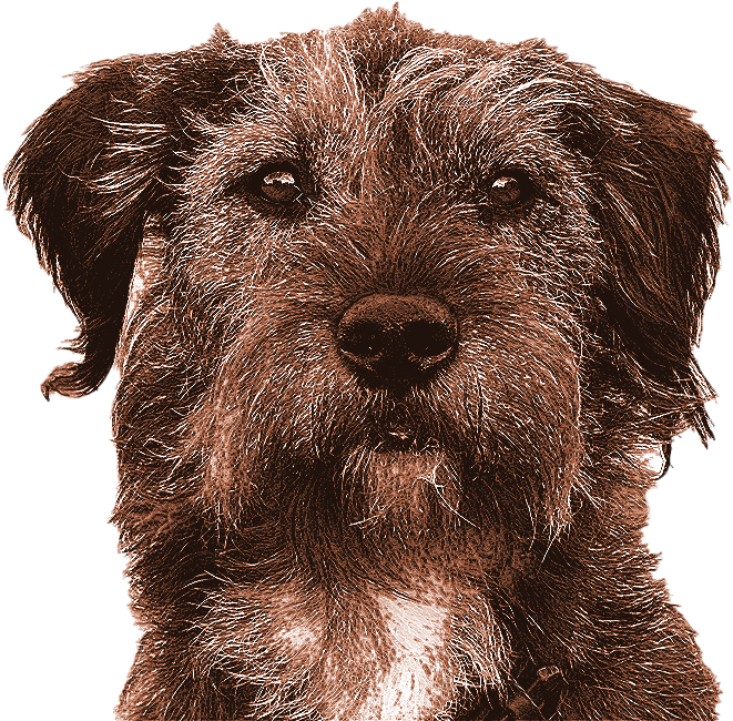 Learning About Dogs 3 Dogs can only behave like dogs