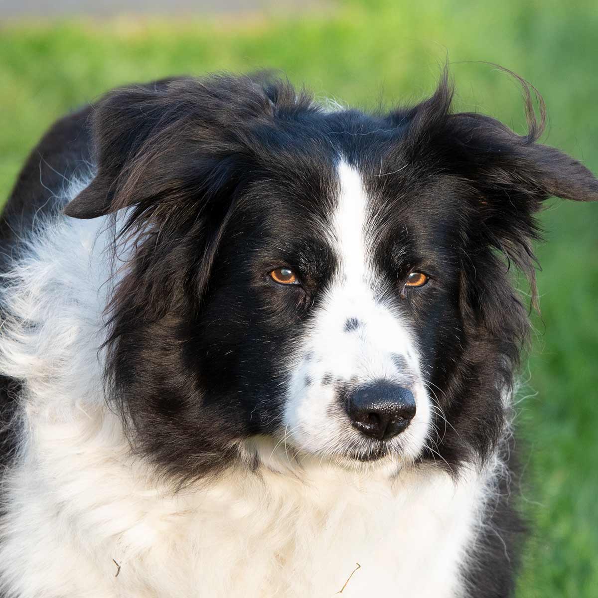 Kay Laurence Learning About Dogs Learning About Border Collies and