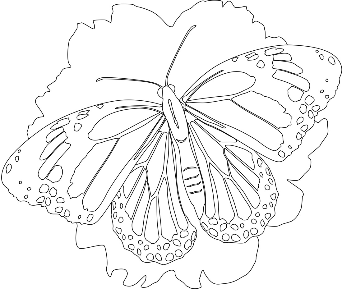 Detailed Butterfly Coloring Pages Coloring Pages