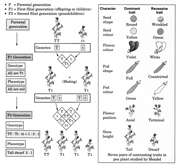 Grade 10 Inheritance Lesson