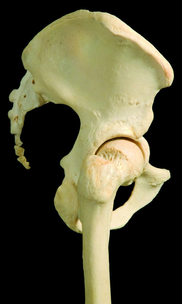 Hip joint Learn Muscles