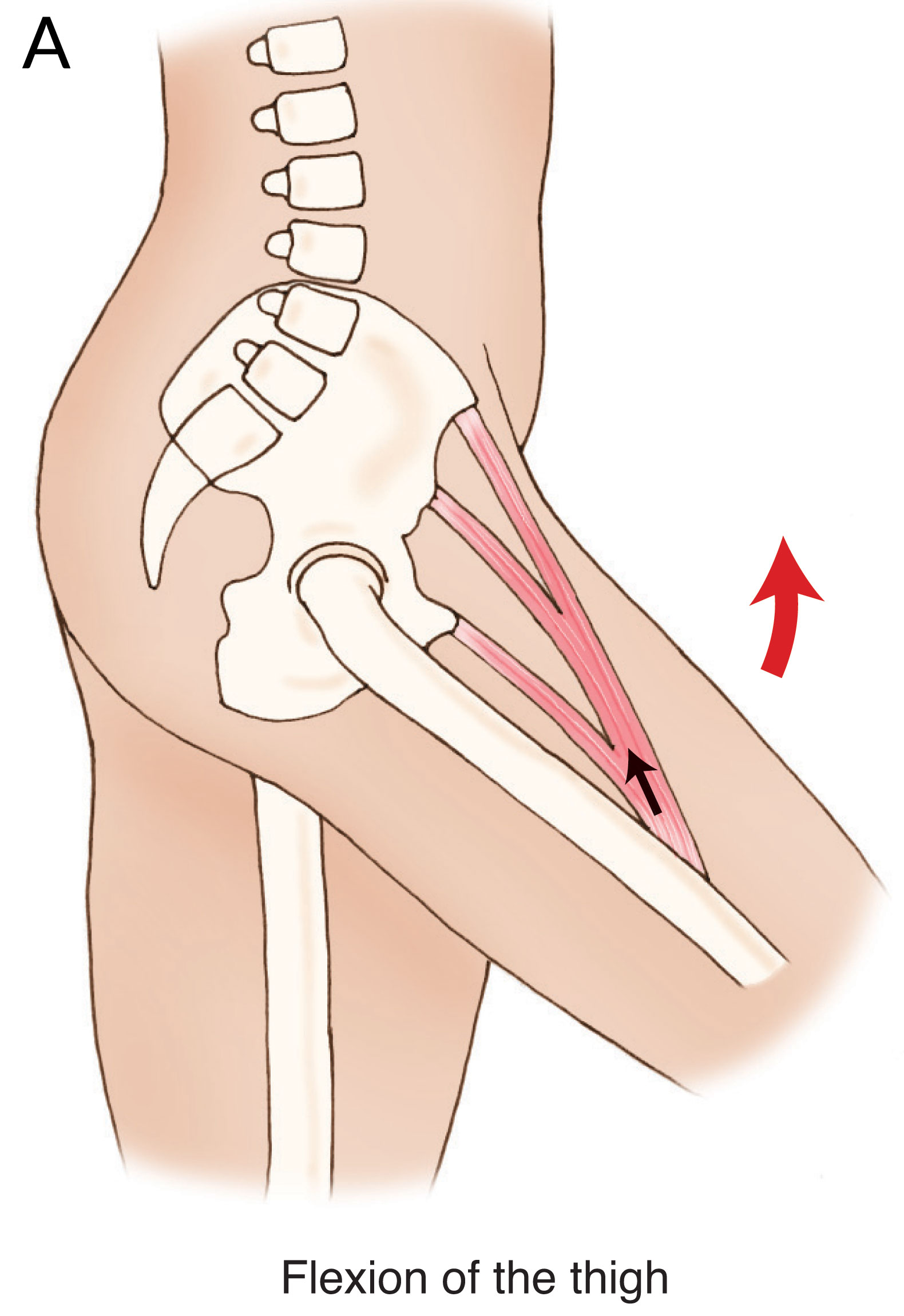 Psoas Major Function Hip Joint Actions Sagittal Plane
