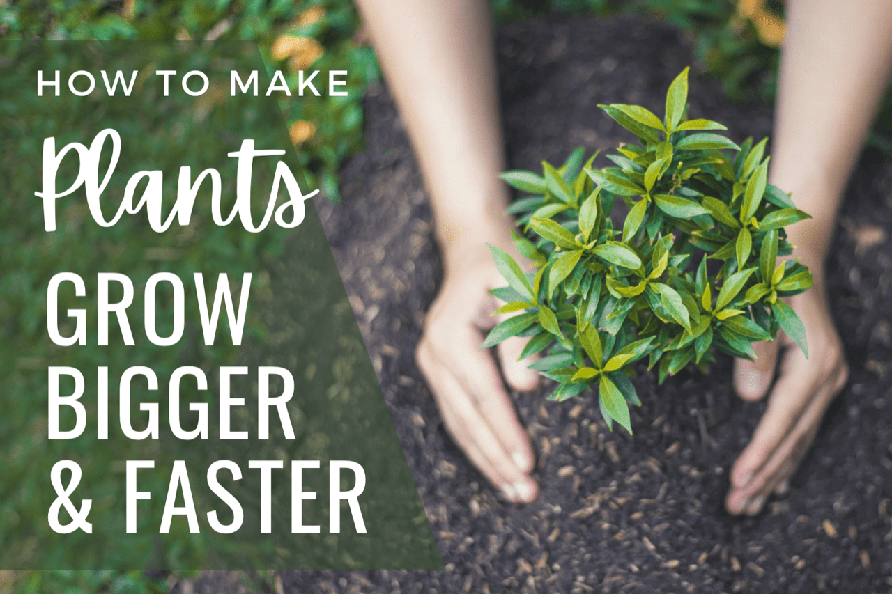 25 Easy Ways To Make Plants Grow Bigger and Faster A HowTo Guide To