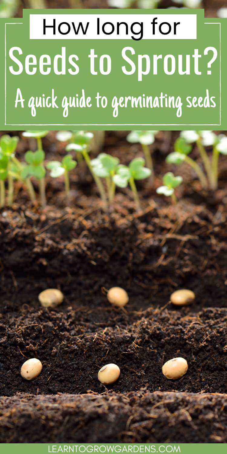 How Long Does It Take For Vegetable Seeds To Sprout Learn To Grow Gardens