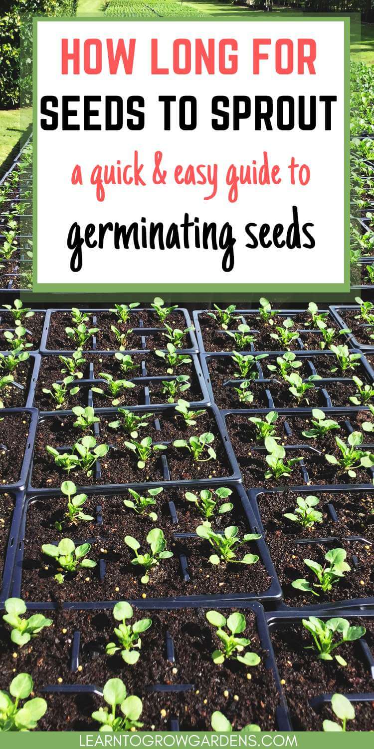 How Long Does It Take For Vegetable Seeds To Sprout Learn To Grow Gardens
