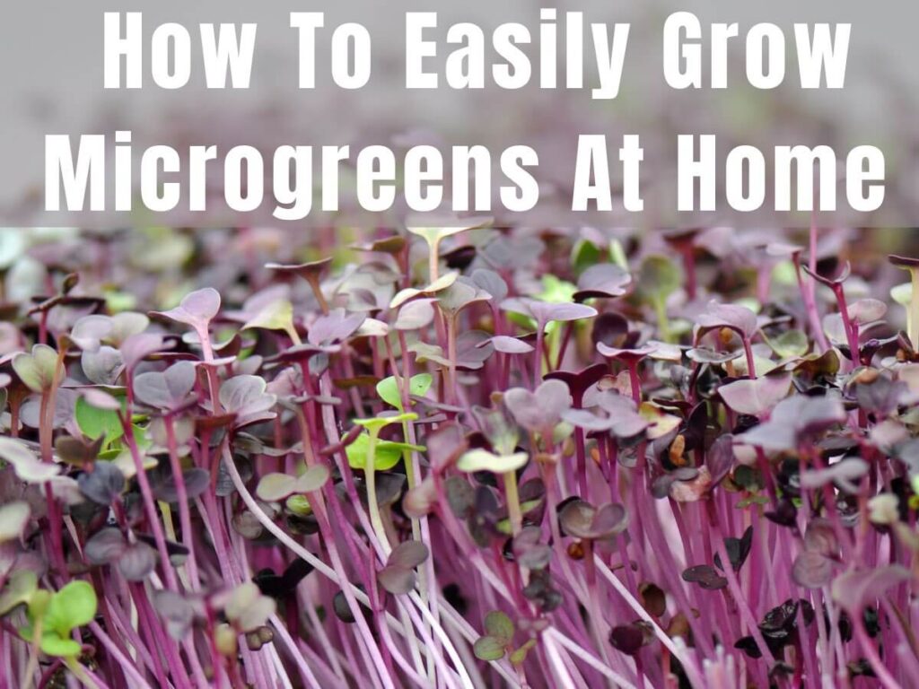 How To Easily Grow Microgreens At Home Learn To Grow Gardens