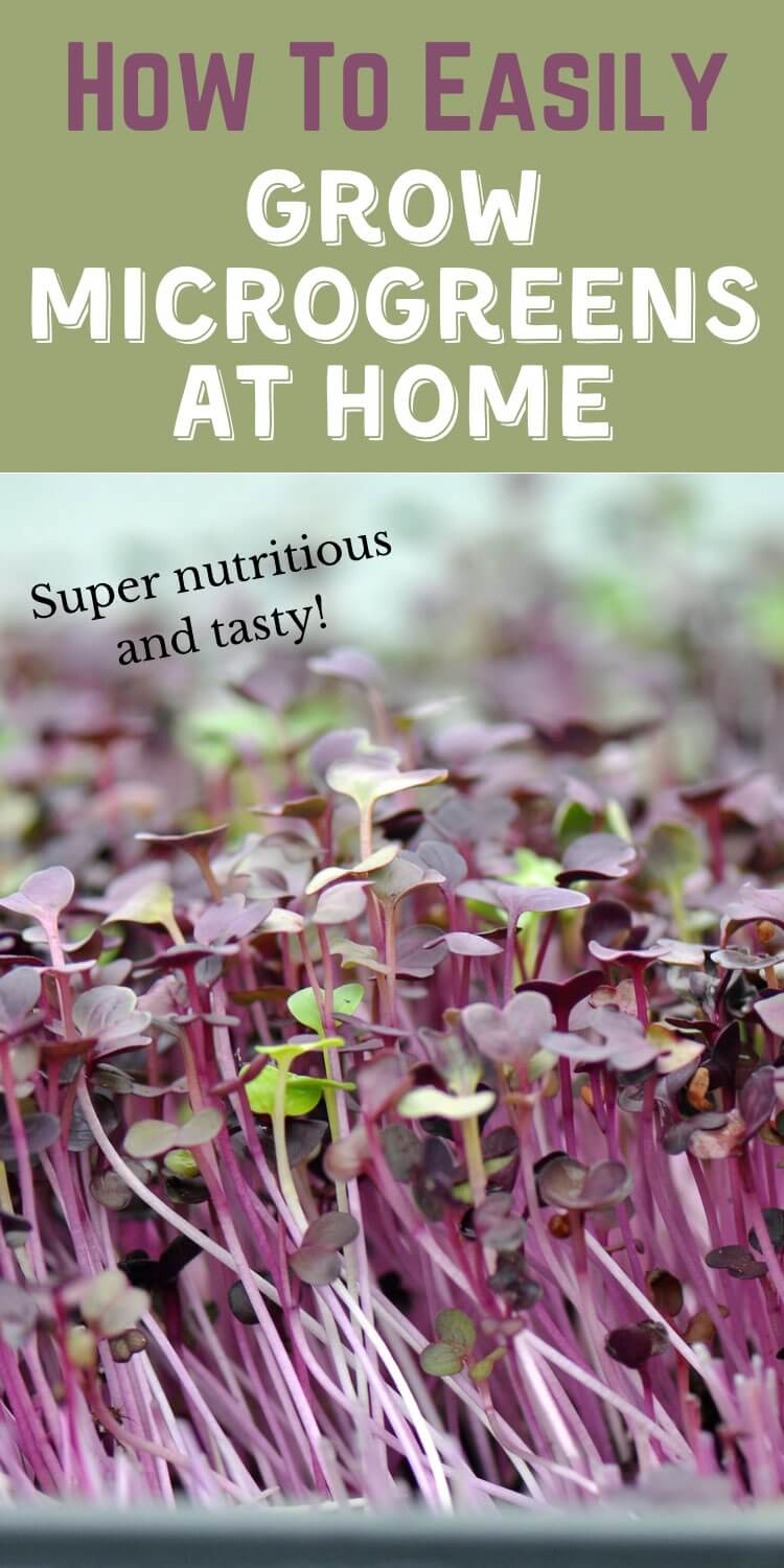 How To Easily Grow Microgreens At Home Learn To Grow Gardens