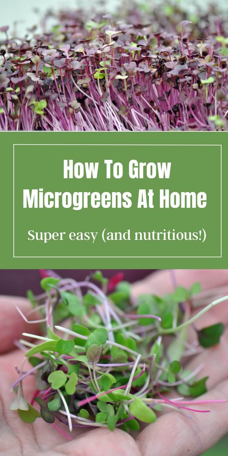 How To Easily Grow Microgreens At Home Learn To Grow Gardens