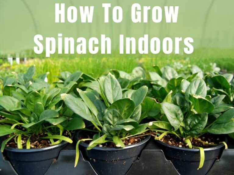 How To Grow Spinach Indoors Learn To Grow Gardens