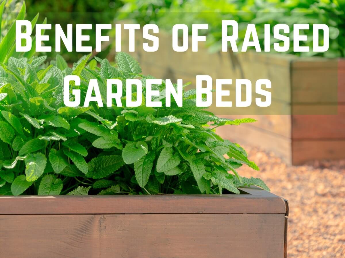 21 Benefits of Raised Garden Beds Learn To Grow Gardens