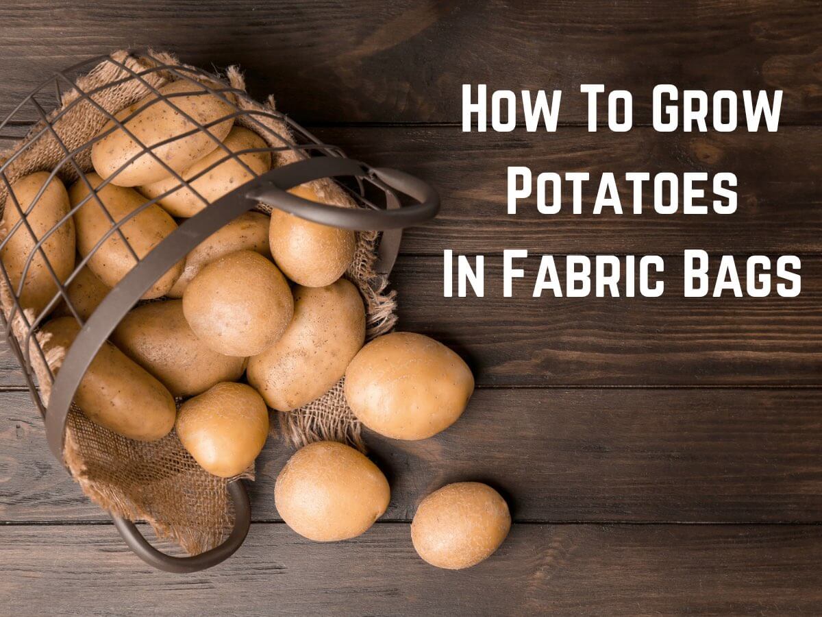 How To Grow Potatoes In A Bag The Easiest Way To Grow Potatoes Learn